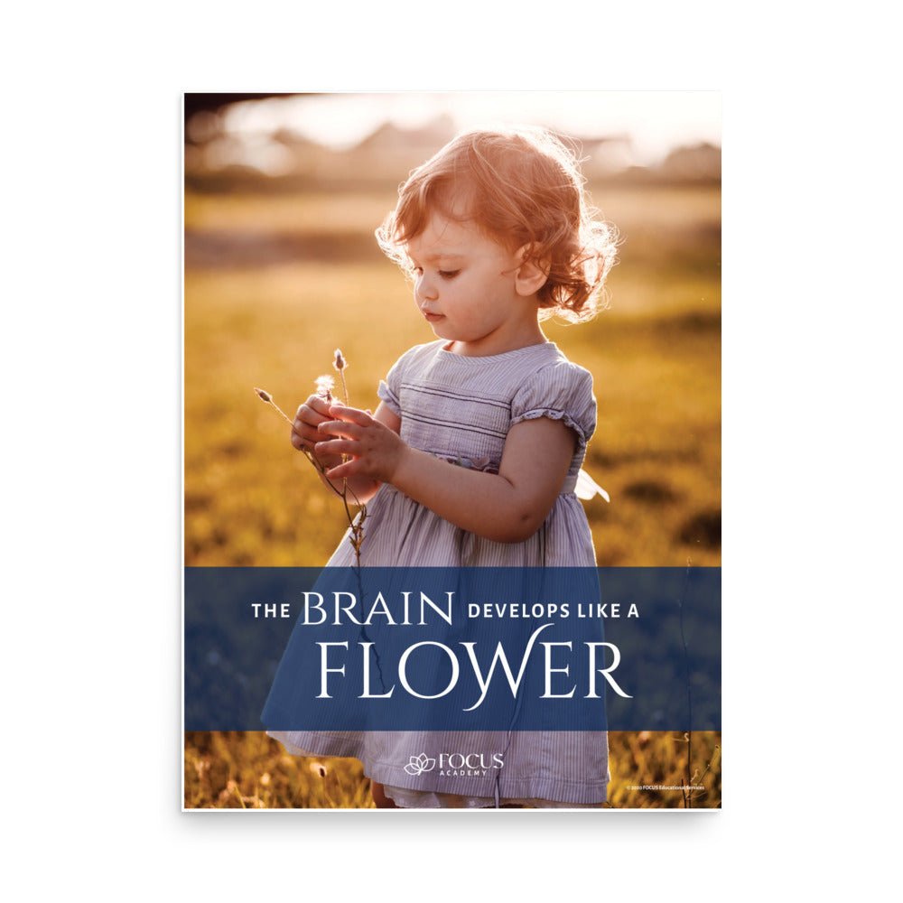 Brain Develops Like A Flower